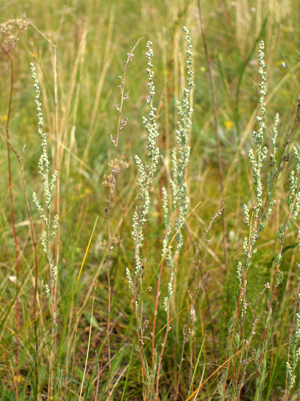 Изображение особи Artemisia marschalliana.