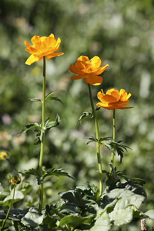 Image of Trollius altaicus specimen.