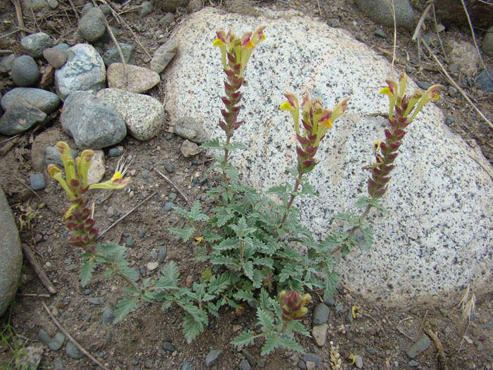 Image of Scutellaria mesostegia specimen.