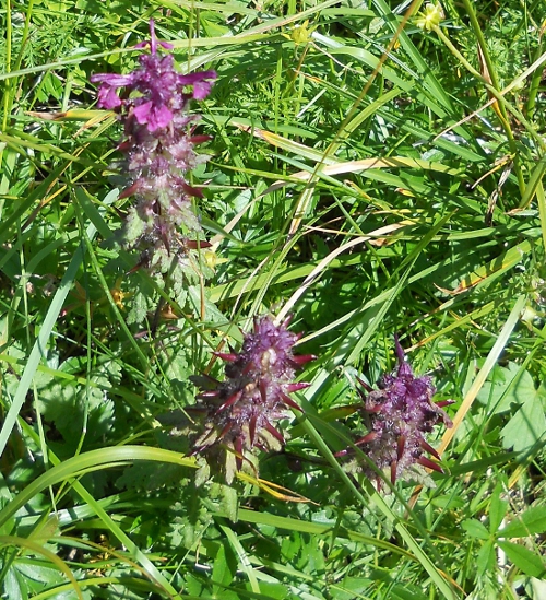 Image of Pedicularis verticillata specimen.