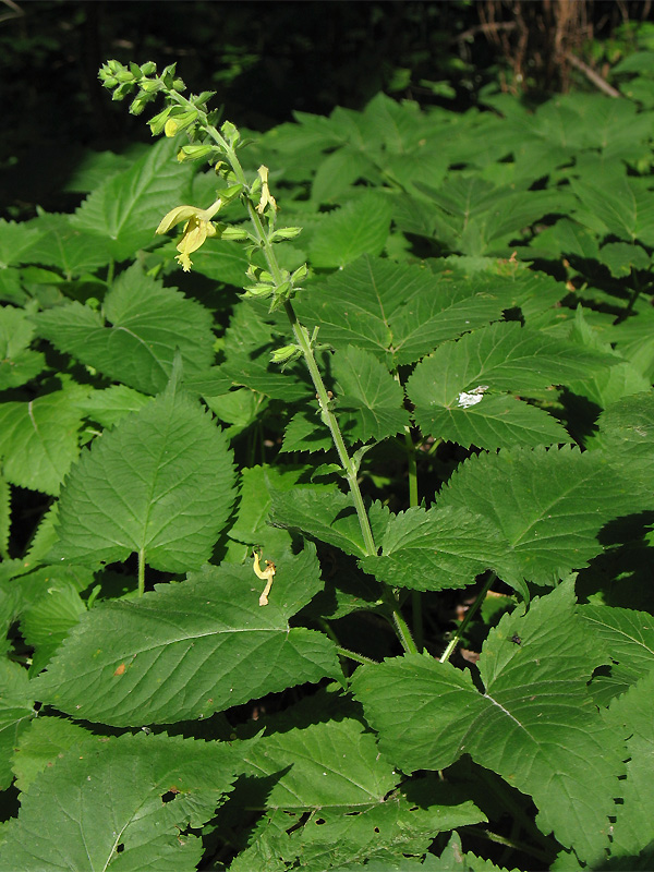 Image of Salvia glutinosa specimen.