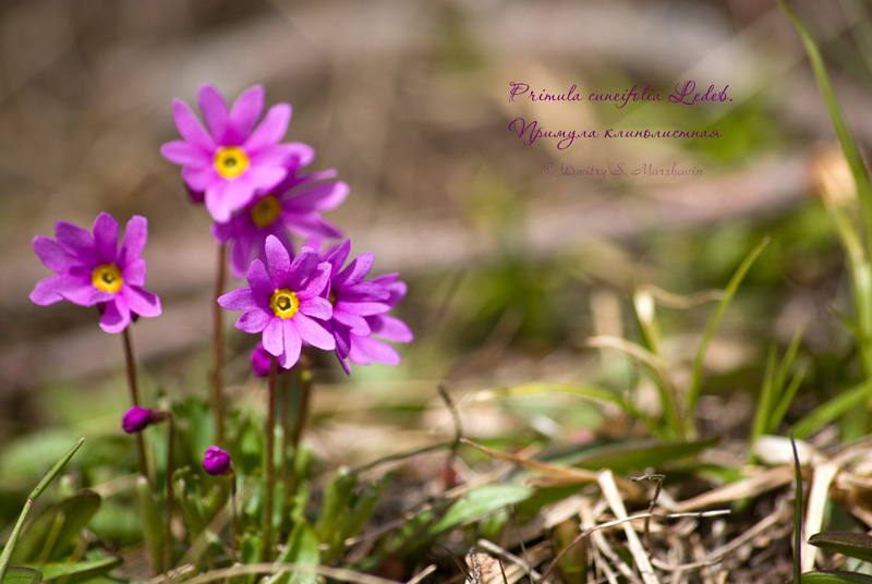 Image of Primula cuneifolia specimen.