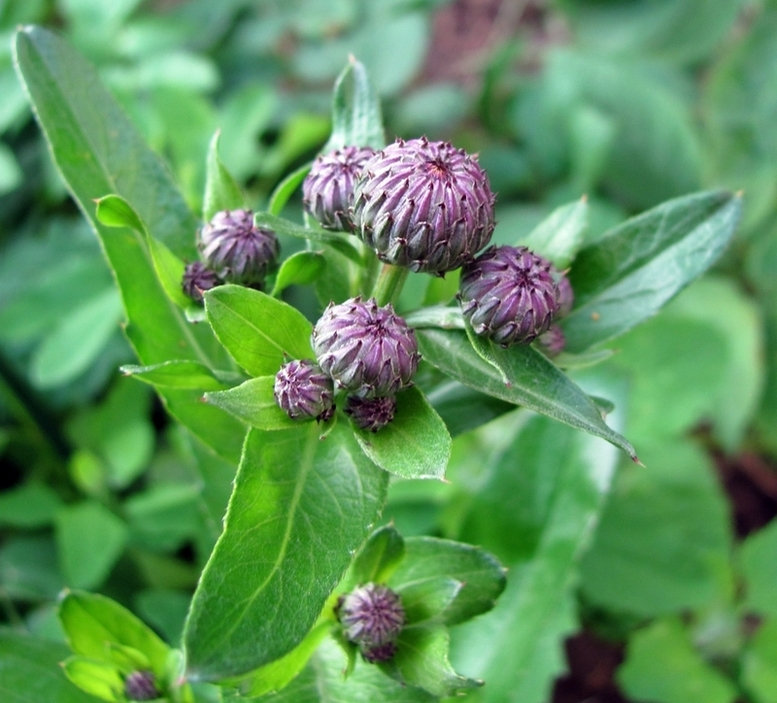 Image of Cirsium setosum specimen.