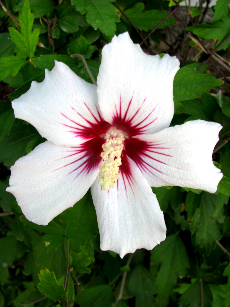 Image of Hibiscus syriacus specimen.