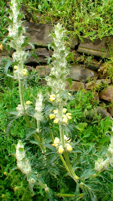 Image of Phlomoides laciniata specimen.