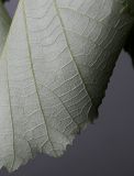 Tilia tomentosa