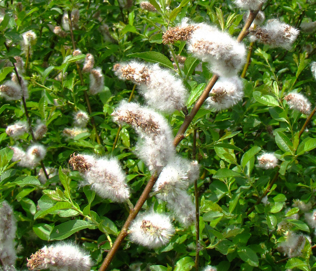 Image of Salix myrsinifolia specimen.