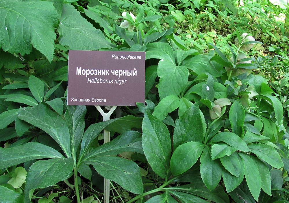 Image of genus Helleborus specimen.