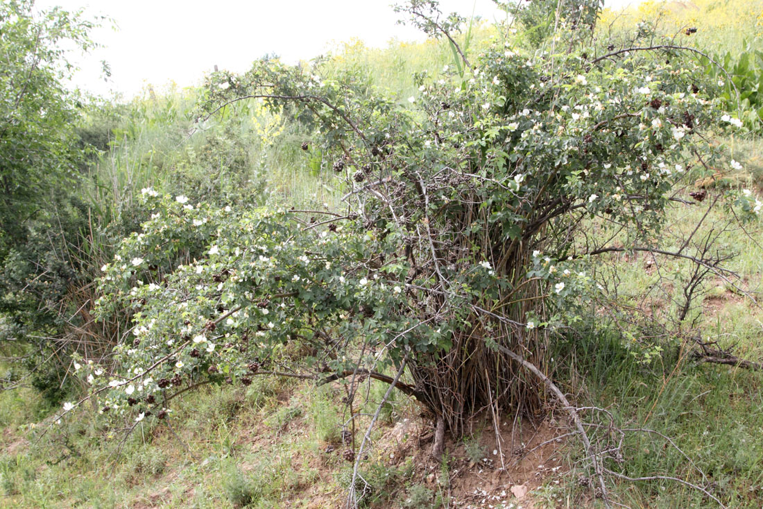 Image of Rosa achburensis specimen.