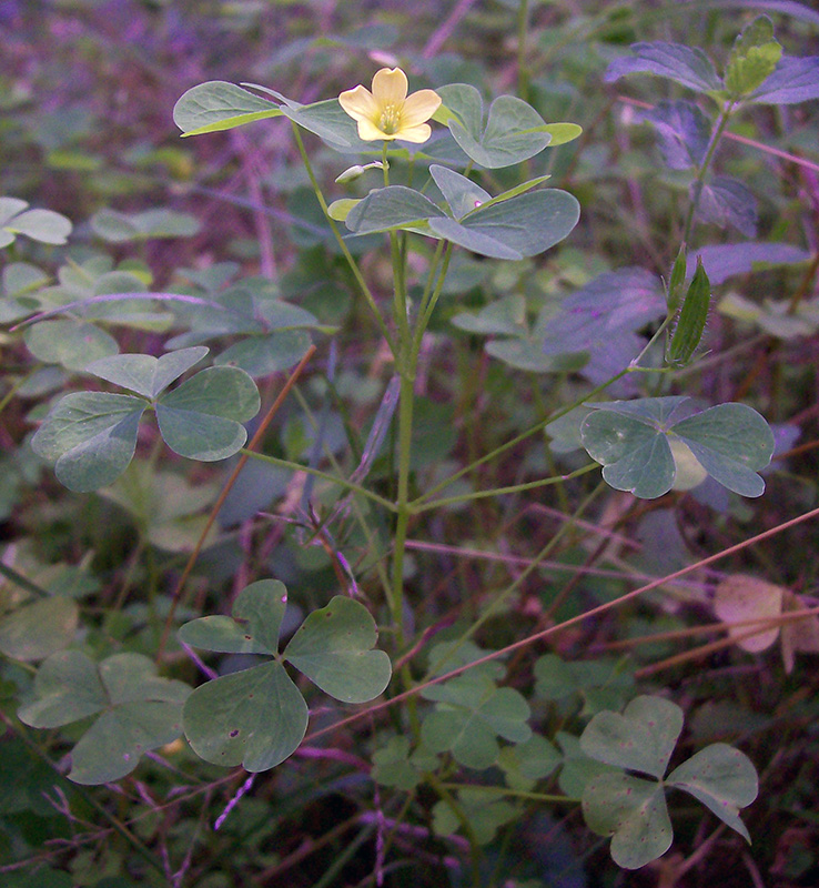 Изображение особи Oxalis stricta.