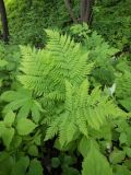 Dryopteris goeringiana. Растение в ущелье у ручья. Приморский край, г. Находка. 17.06.2012.