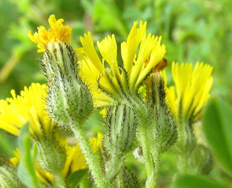 Изображение особи Pilosella novosibirskensis.