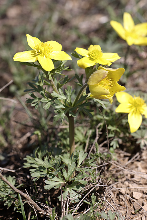 Image of Anemone gortschakowii specimen.