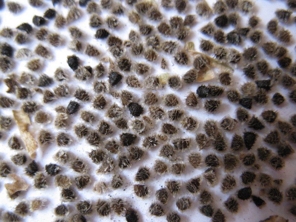 Image of Delphinium fissum specimen.