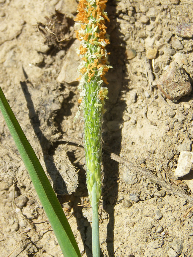 Image of Alopecurus aequalis specimen.