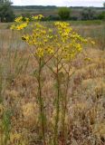 Senecio borysthenicus