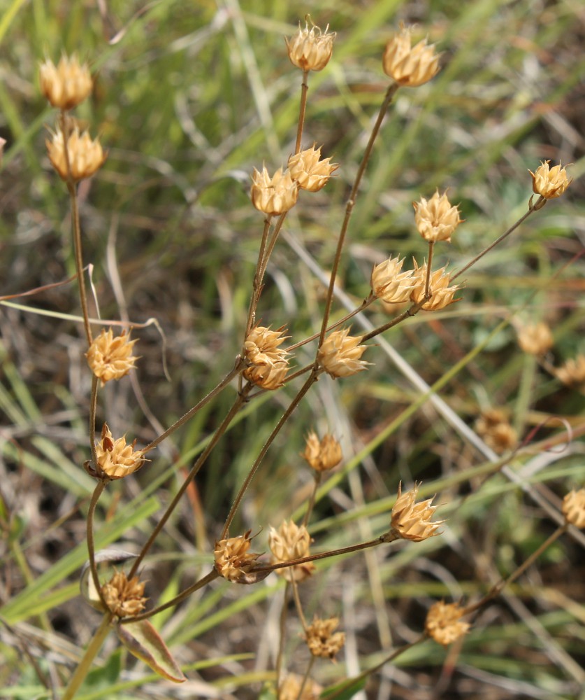 Image of Linum czernjajevii specimen.