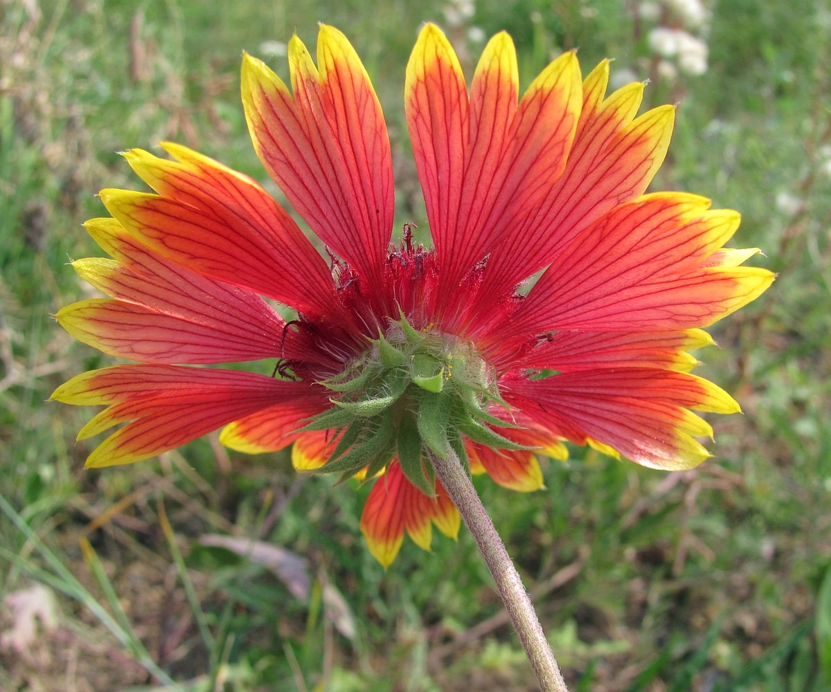 Image of Gaillardia &times; grandiflora specimen.