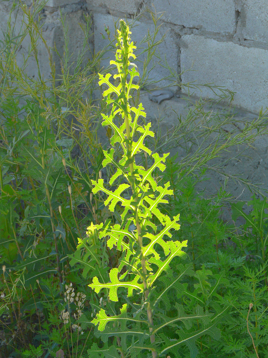 Image of Lactuca serriola specimen.