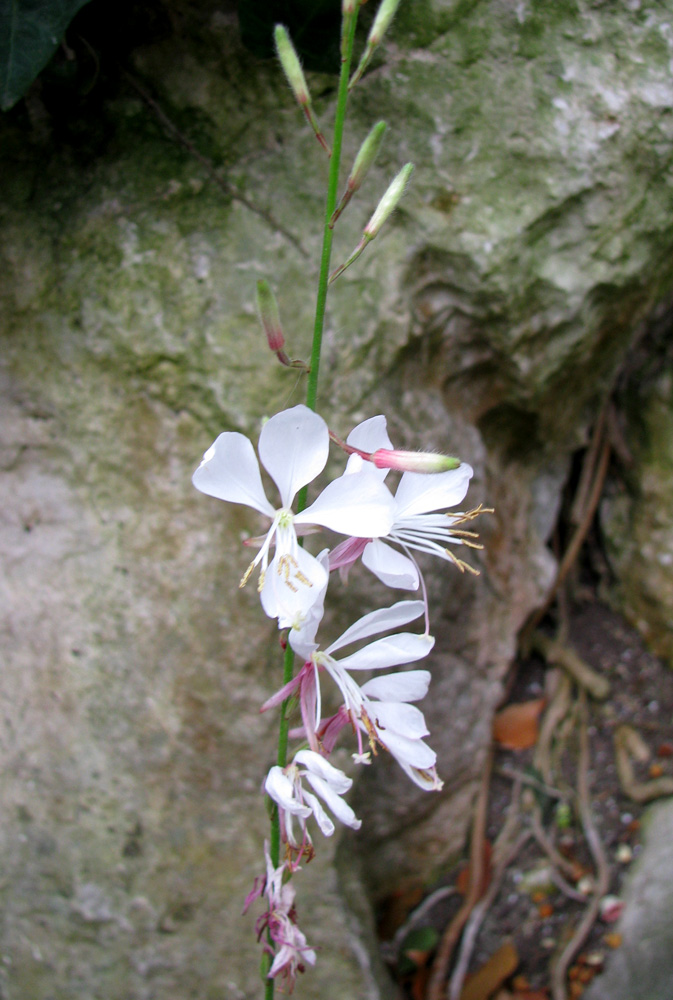 Image of Gaura lindheimeri specimen.