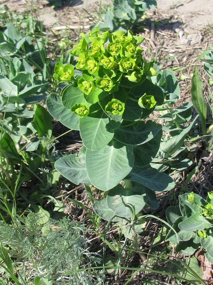 Image of Euphorbia agraria specimen.