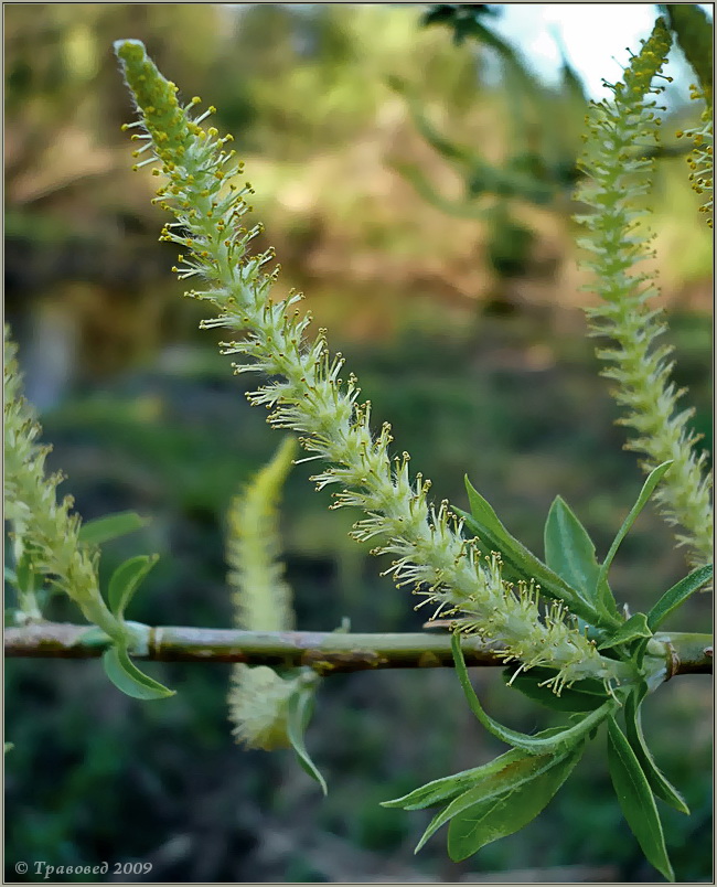 Изображение особи Salix triandra.