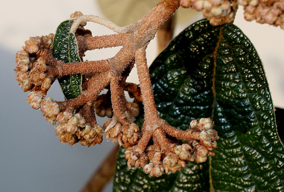 Image of Viburnum rhytidophyllum specimen.