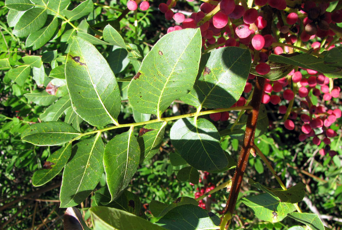 Image of genus Pistacia specimen.