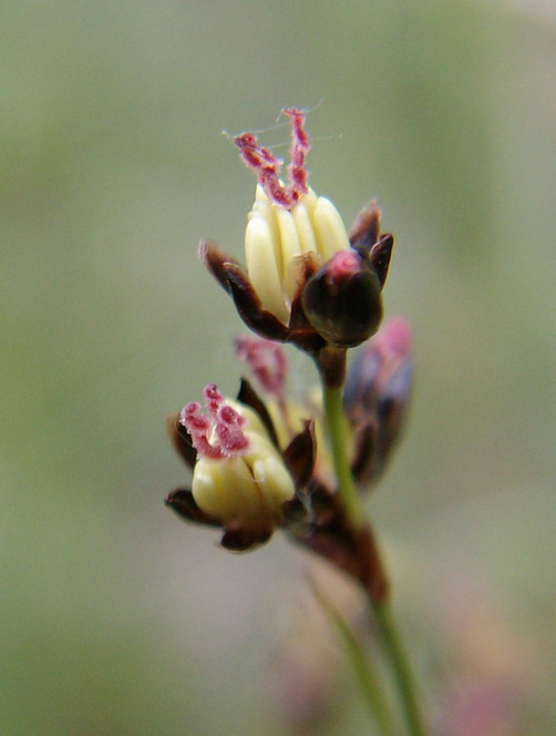 Image of Juncus gerardi specimen.