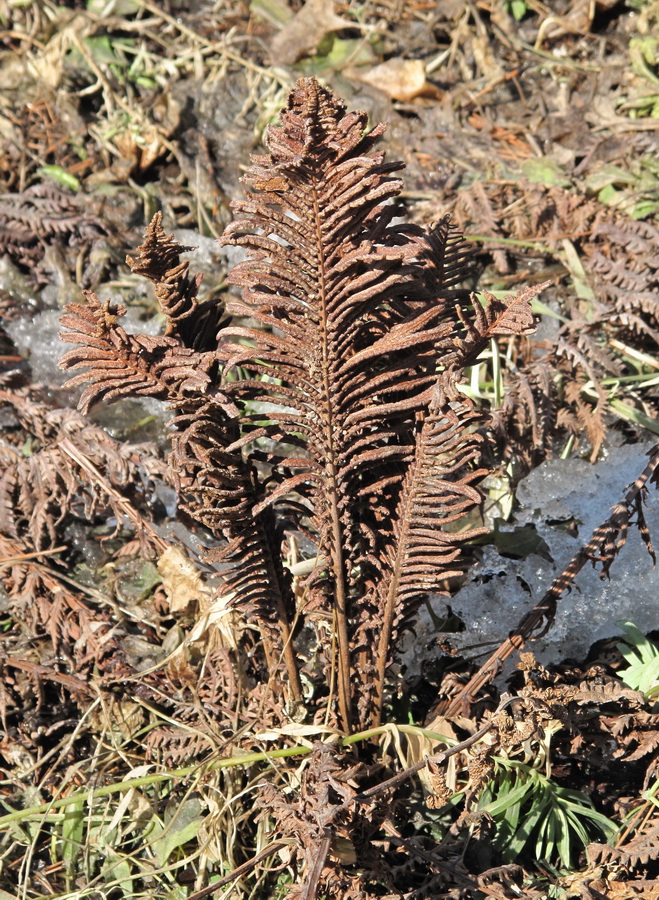 Image of Matteuccia struthiopteris specimen.