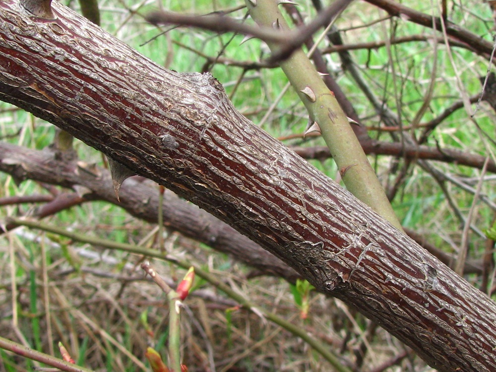 Изображение особи Rosa canina.