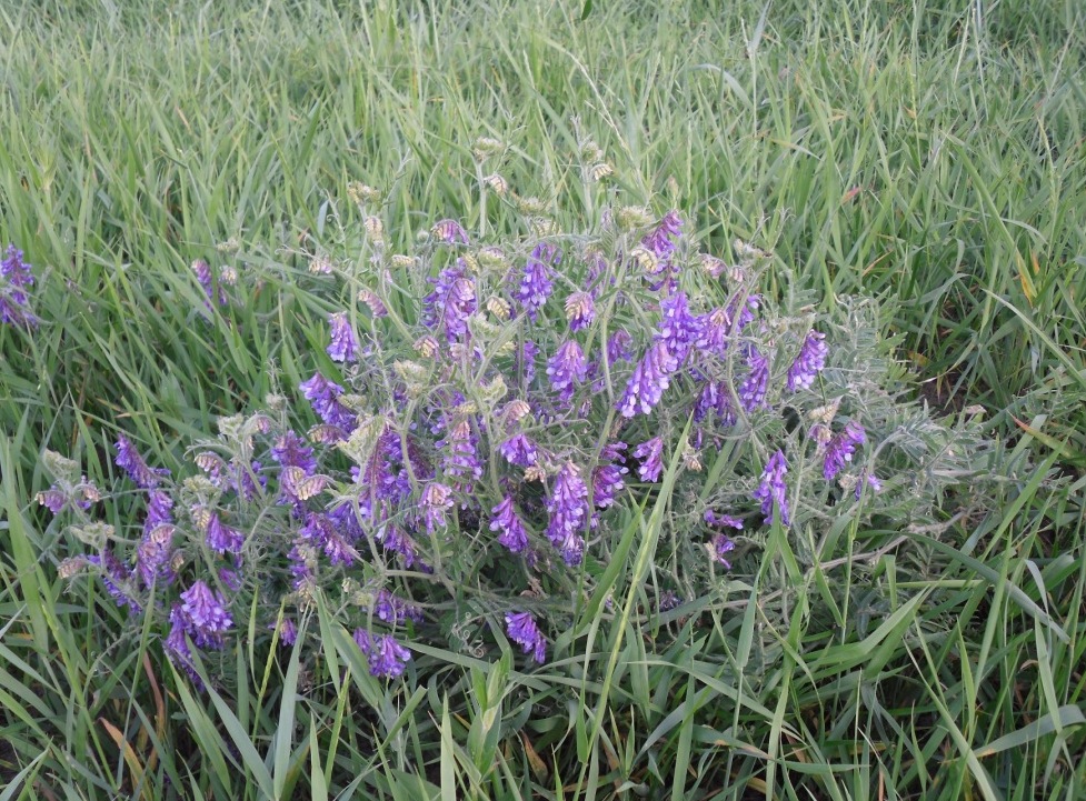 Image of Vicia villosa specimen.