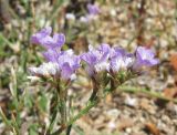 Limonium caspium. Часть соцветия. Крым, Сакский р-н, Штормовое, солончак. 1 июня 2013 г.