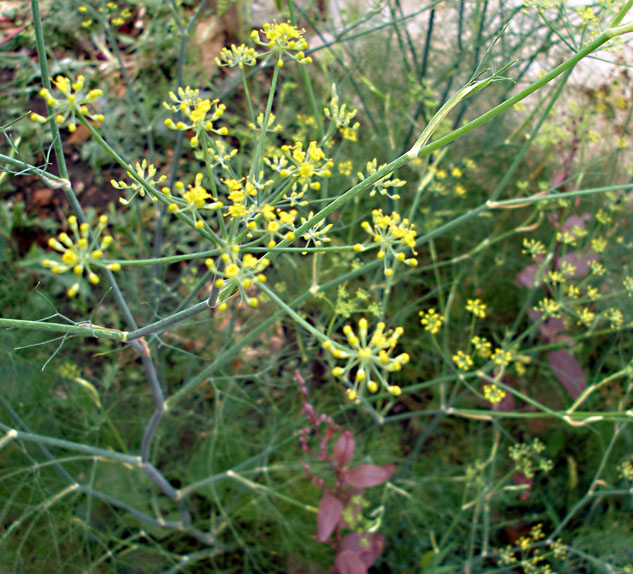 Image of Foeniculum vulgare specimen.