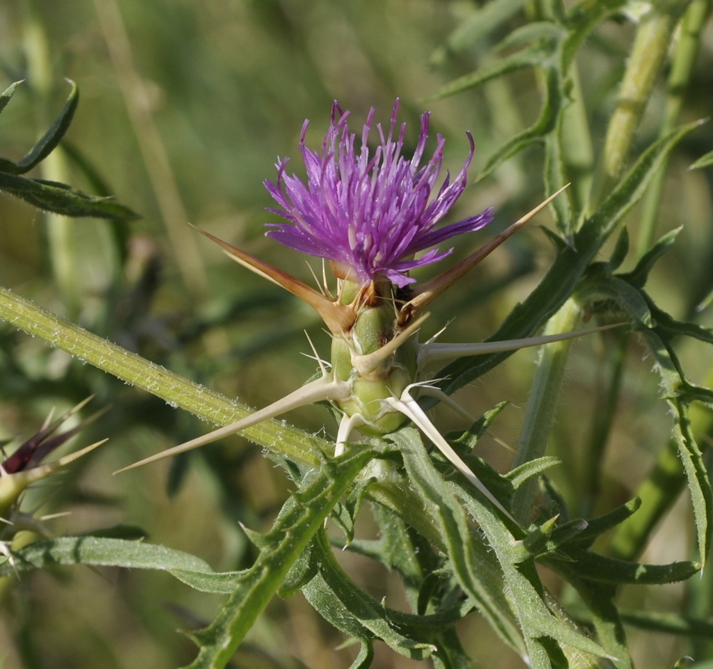 Изображение особи Centaurea calcitrapa.