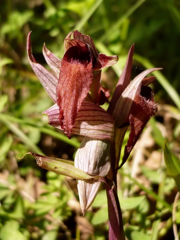 Image of Serapias orientalis ssp. feldwegiana specimen.