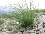 genus Asphodeline