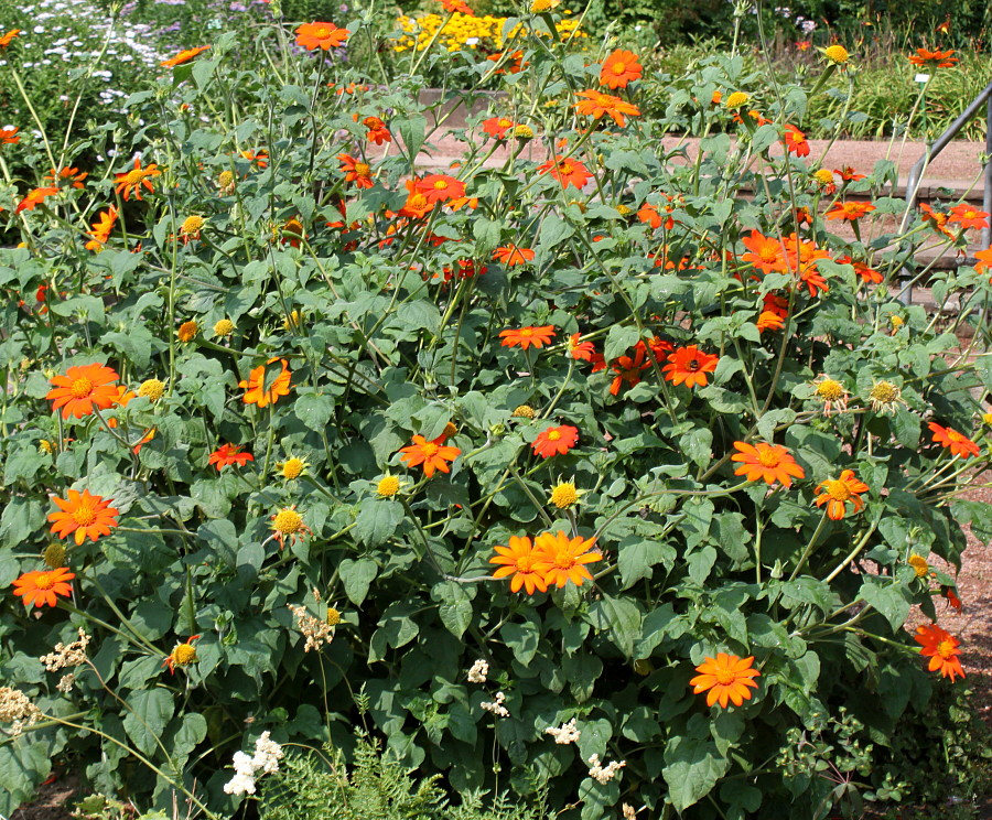 Image of Tithonia rotundifolia specimen.