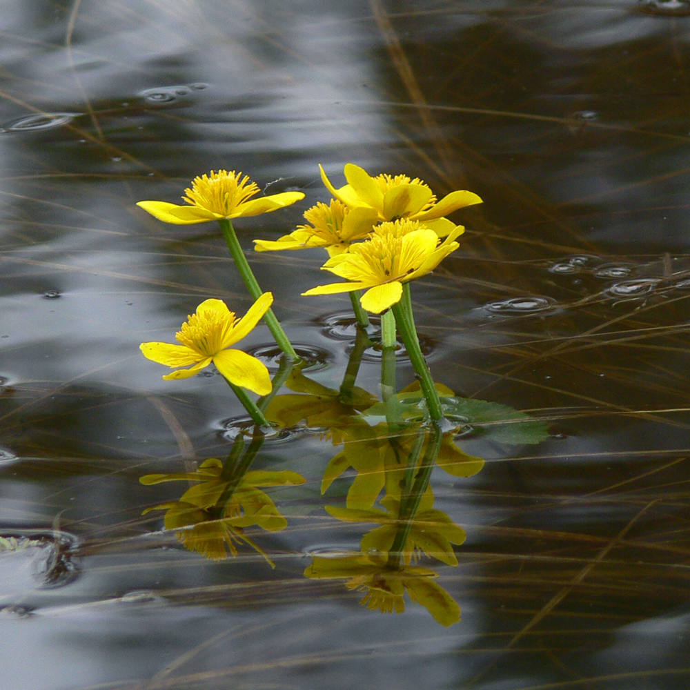 Image of Caltha palustris specimen.