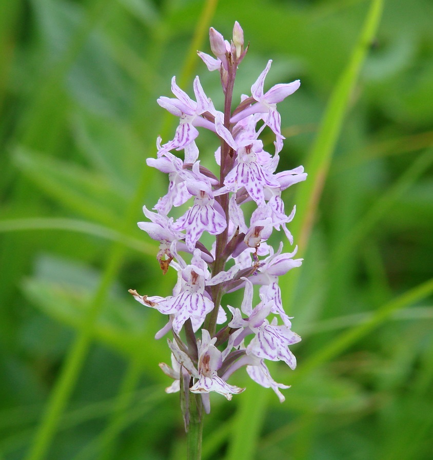 Изображение особи Dactylorhiza fuchsii.