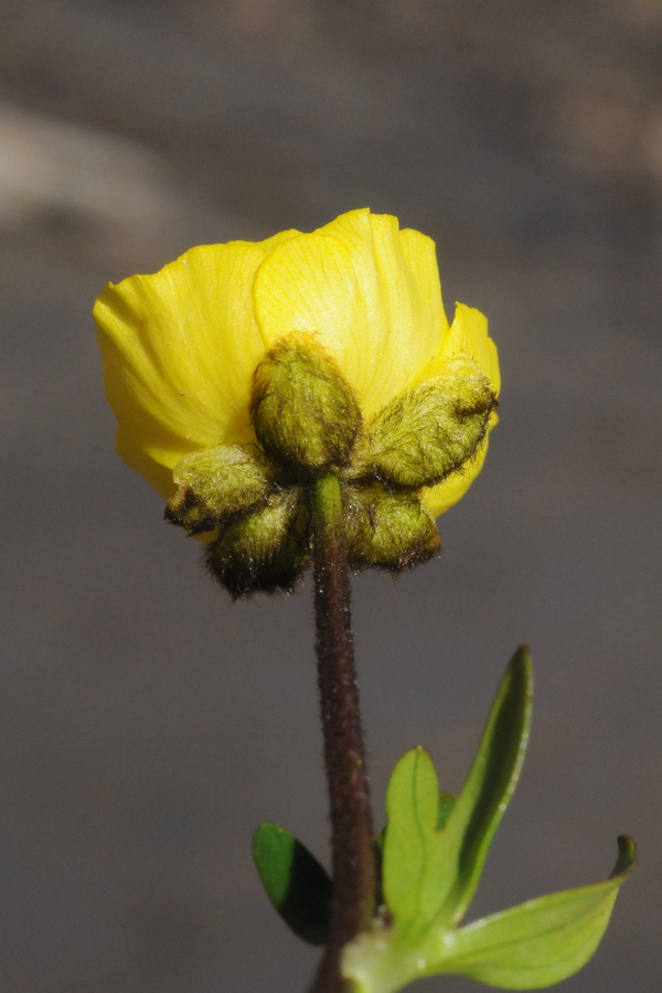 Image of Ranunculus transiliensis specimen.