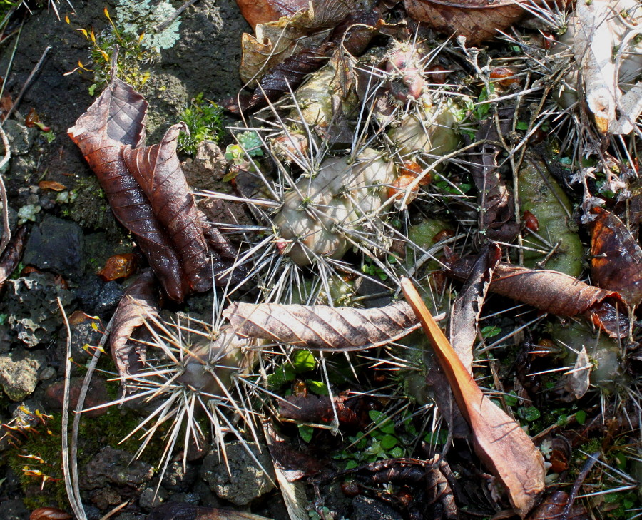 Image of Opuntia rutila specimen.