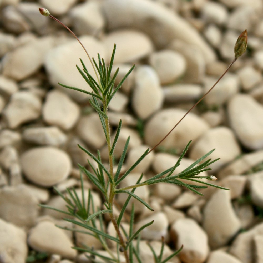 Image of Leysera leyseroides specimen.