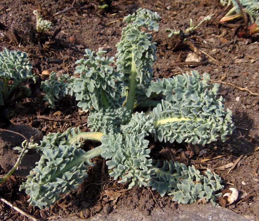 Image of Glaucium flavum specimen.