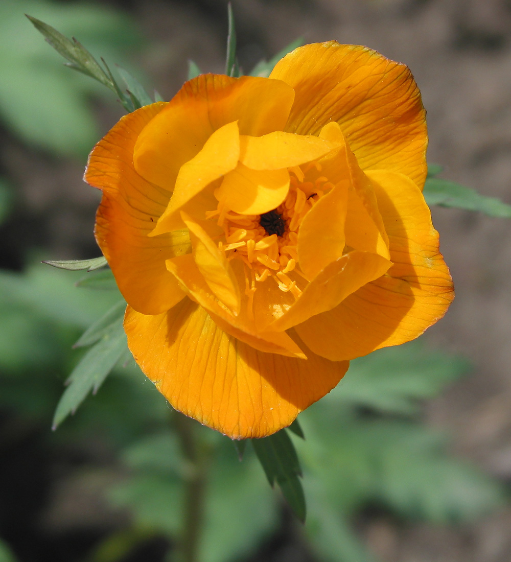 Изображение особи Trollius altaicus.