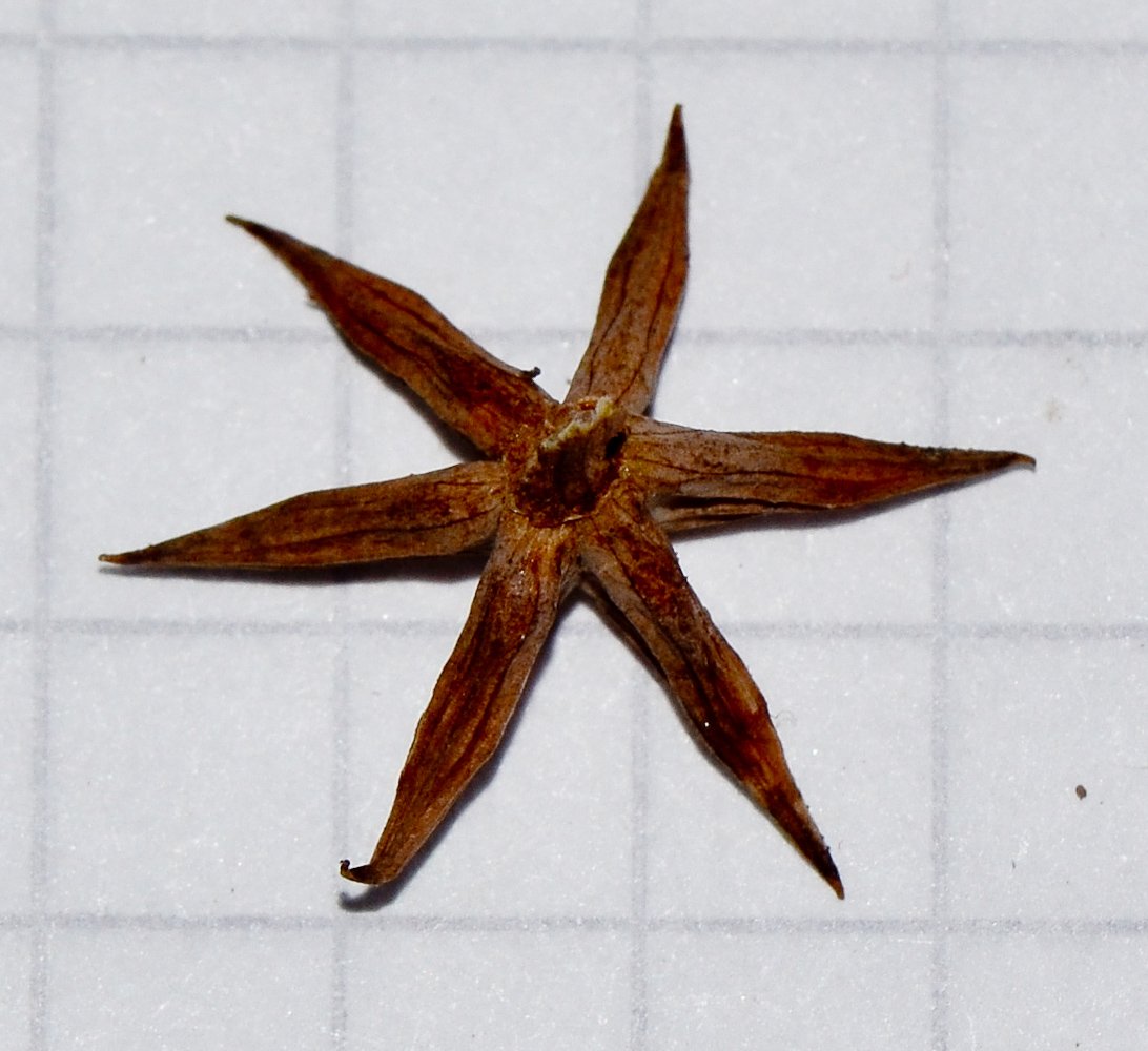 Image of Damasonium alisma specimen.