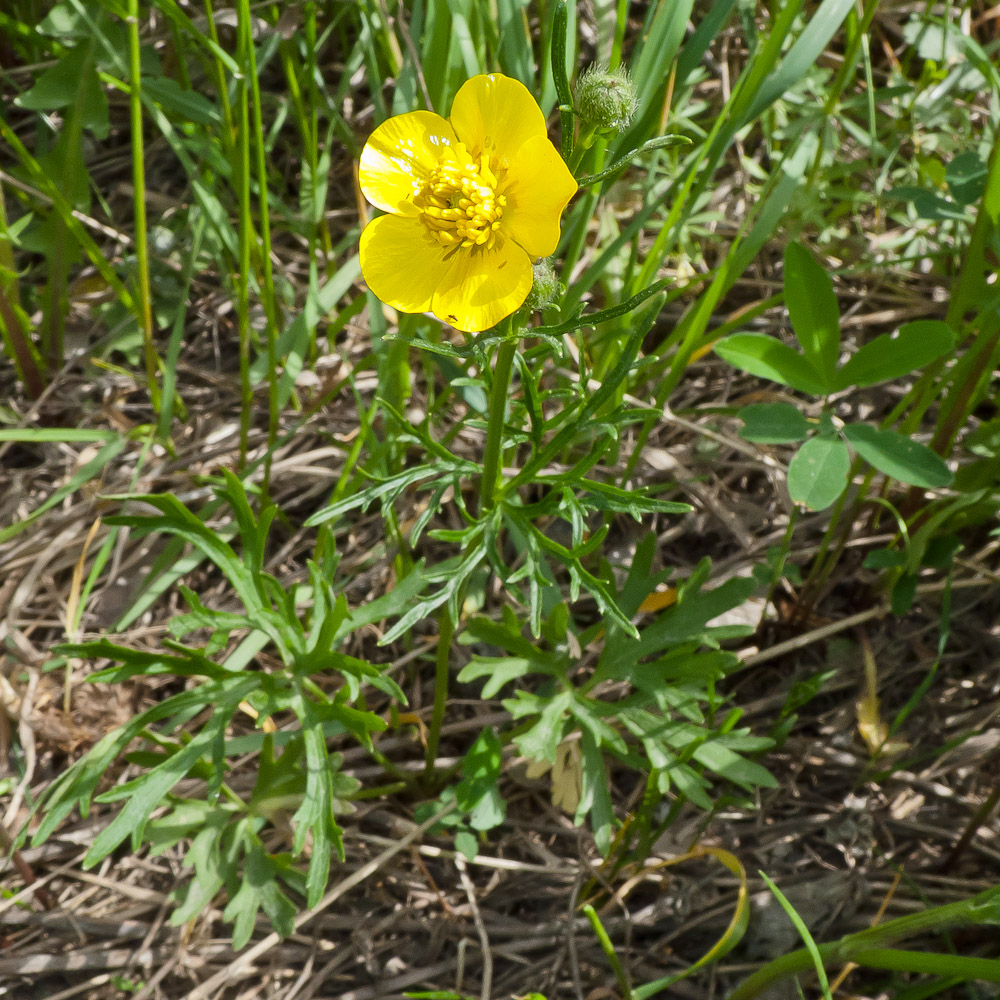 Image of genus Ranunculus specimen.