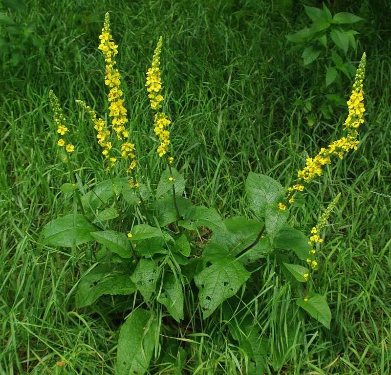 Изображение особи Verbascum nigrum.