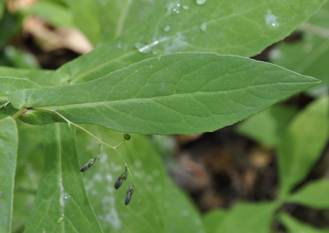 Image of Prenanthes purpurea specimen.