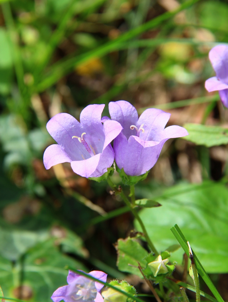 Image of Campanula longistyla specimen.